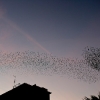 Starling Clouds 7
