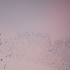 Starling Clouds 8