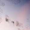 Starling Clouds 9