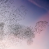 Starling Clouds 10