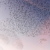 Starling Clouds 11