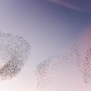 Starling Clouds 12