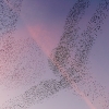 Starling Clouds 13