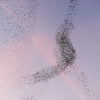 Starling Clouds 14