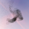 Starling Clouds 15