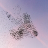 Starling Clouds 16