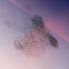 Starling Clouds 17
