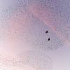Starling Clouds 18